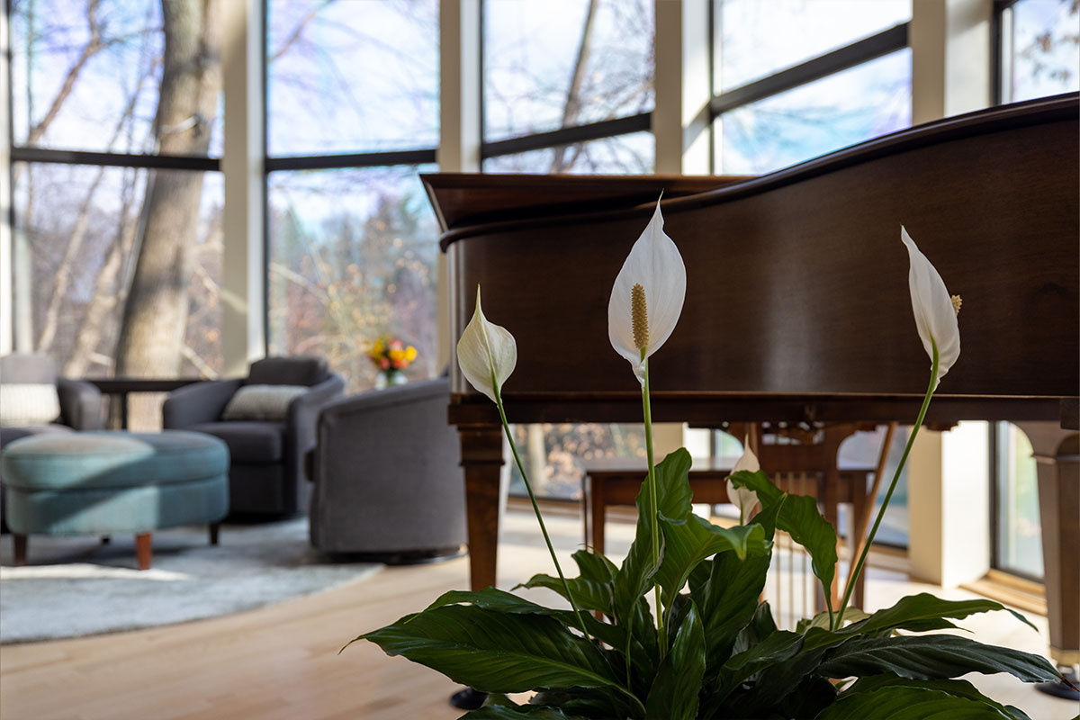 a plant in a room with a piano and a couch