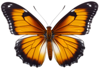 a graphic image of a orange, white and black monarch butterfly with out stretched wings